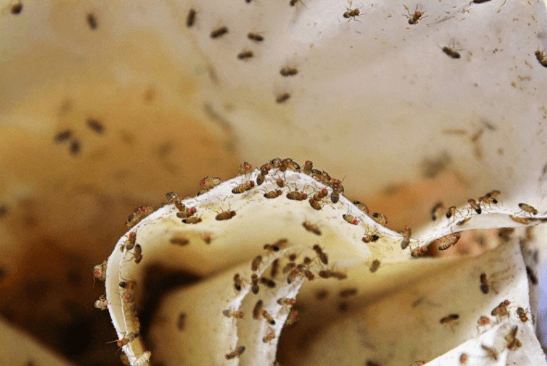 Affordable Pest Control for Flies Services You Can Trust